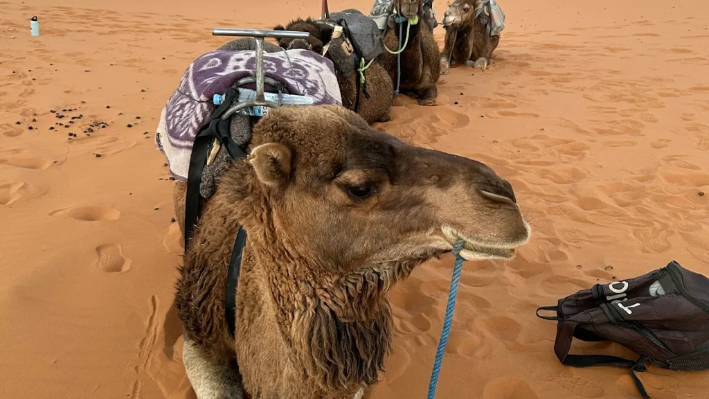Dunes du Sahara marocain avec dromadaires au repos