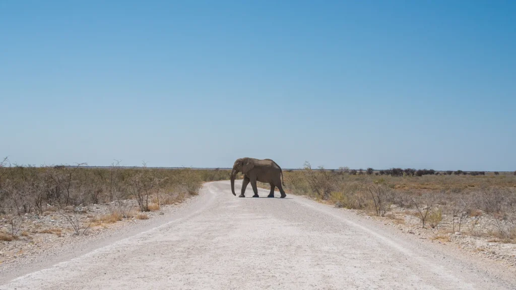 visuel principal sur Road trip en Namibie